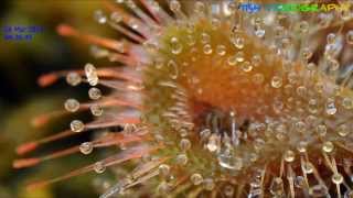 Drosera Burmannii taking on a small fly [upl. by Sokil893]