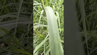 Beautiful Pennisetum purpureu Elephant Grass🎋🎋🌾🌾 nature farm elephantgrass Pennisetum purpureu [upl. by Mccully]