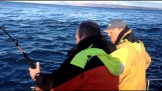 280lb Porbeagle Shark from the Pentland Firth Scotland [upl. by Havelock]