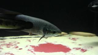 African Arowana Community Tank [upl. by Hekker]