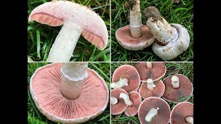 PILZE 2018 Wiesenchampignon Gartenchampignon Wiesenegerling Feldchampignon Agaricus campestris [upl. by Merkley7]