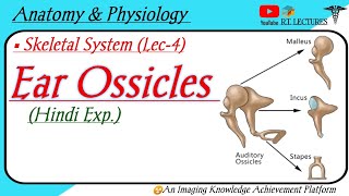 Ear Ossicles  Associated Skull Bones  Auditory ossicles  Anatomy amp Physiology [upl. by Templas]