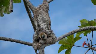 The Mystery of How Sloths Survive in the Tropical Rainforest [upl. by Llirrehs]