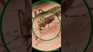 Malaria Vs Typhoid foryou health family doctor meditation trending viralvideo shorts short [upl. by Riobard]