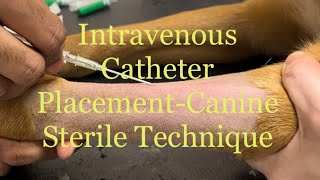 Sterile technique of placing an IV intravenous catheter in Canine Cephalic Vein CPE [upl. by Cynde]