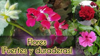 🌸 Secretos para Geranios en Floración🌸 ¡Flores Fuertes y Enormes con 2 Sencillos Pasos ✂️💪 [upl. by Gunas]