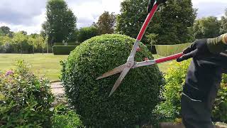 Trimming a Boxwood Ball with HAND SHEARS [upl. by Eittel]