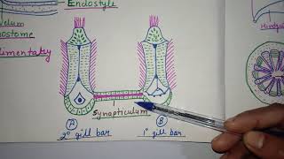 Digestive system of Branchiostoma Amphioxus [upl. by Gipson]