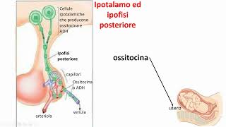 Ipotalamo e sistema endocrino [upl. by Llig]