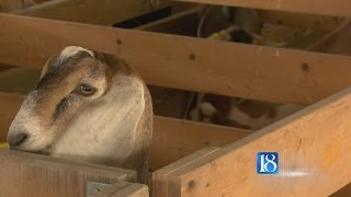 Carroll County 4H Fair [upl. by Ahsinel]