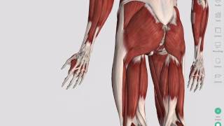 Skeletal Muscles  Complete Anatomy [upl. by Lanta110]