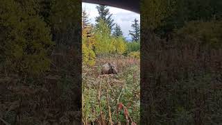 Alaska 🇱🇷 Homeryoutubeshorts wildanimals wildlife alaskalove mooselnature [upl. by Yelrah354]