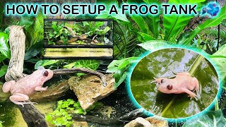 How To Setup a Frog Tank  Frog Paludarium Build [upl. by Idnic]