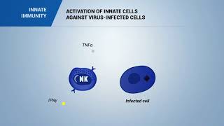 ACTIVATION OF INNATE CELLS against VIRUSinfected cells [upl. by Selbbep]