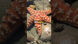 The Silly Things Starfish Do in Tight Spaces [upl. by Ahsimac]