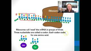 What is a codon And Translation [upl. by Annirac]