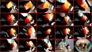 Candling Chicken Eggs Day 1 to 21 [upl. by Orfield793]