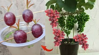 Best Skills how to grow Grape tree from grape fruit in water [upl. by Einnaf444]