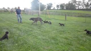 Scottish Deerhound puppies [upl. by Rudie204]