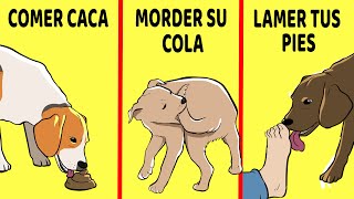 15 Comportamientos Extraños De Los Perros Explicados [upl. by Akvir197]