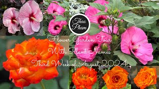 Flower Garden Tour  Third Week of August 2024 in zone 5 [upl. by Eugenie]