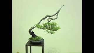 Bunjin  Bonsai Style Series [upl. by Laehpar]