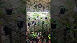 My indoor garden garden indoorgarden plantmom [upl. by Elynad]