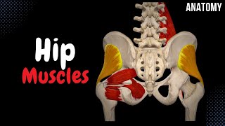 Muscles of the Hip Groups Origin Insertion Function [upl. by Rhine]