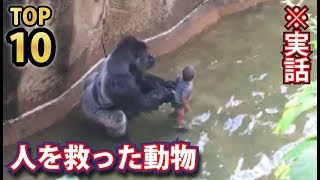 【感動】命を救ったペットや動物たちの実際のストーリーＴＯＰ１０！イルカに救われたサーファーなど人と動物の驚きの絆物語まとめ [upl. by Anyalram193]