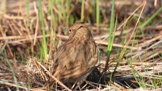 Crested Lark Cappellaccia Galerida cristata apuliae [upl. by Eylrac240]