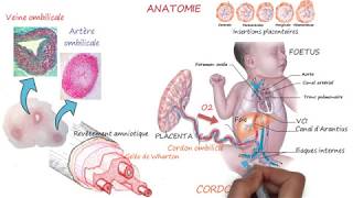 CORDON OMBILICAL [upl. by Woolley]