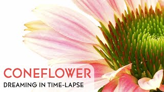 Coneflowers Blooming  Daily Timelapse Clip [upl. by Aver745]