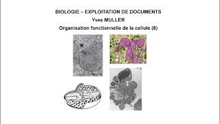 8 Diversité des rôles de la mitochondrie  Thème  Organisation fonctionnelle de la cellule [upl. by Ahsrav612]