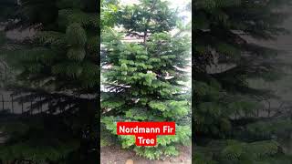 Nordmann Fir Tree [upl. by Tortosa306]