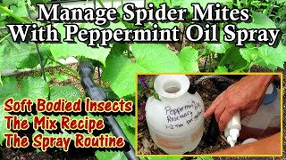 How to Use Peppermint Oil Spray on Cucumbers Squash amp Beans Spider Mites and Soft Bodies Insects [upl. by Adnaval]