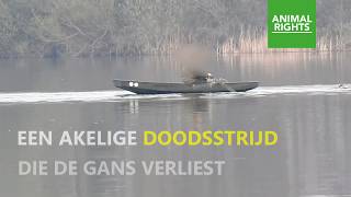 Vreselijke doodsstrijd in Reeuwijk  Animal Rights [upl. by Nolat]