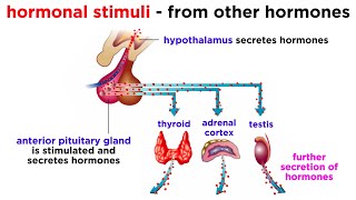 The Endocrine System [upl. by Trauts]