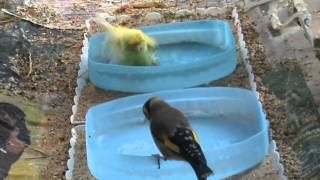 canarios y jilgueros en el baño  canaries and finches in the bathroom [upl. by Berkin]