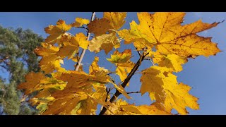 Herbstvideo im Novembernebel [upl. by Aurelius]