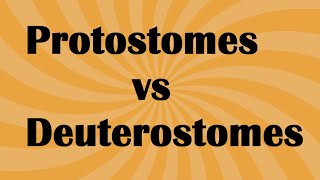 Biology Protostomes vs Deuterostome [upl. by Ty710]