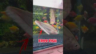 New fish aa gya aquarium tank ke andar fish ytshorts shortfeed shorts animals viralvideo [upl. by Eciral]