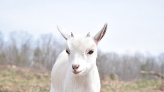 10 Fascinating Facts About Goats AI Generated [upl. by Paulson199]