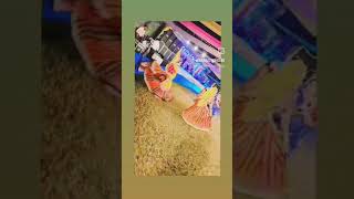 Garba festival Look doli chudi kaganaso song like subscribe please [upl. by Bonis188]