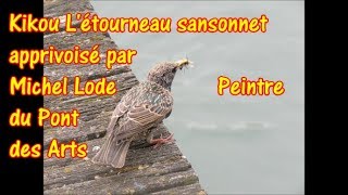 Kikou létourneau sansonnet apprivoisé par Michel Lode peintre du Pont des Arts 17 avril 2020 [upl. by Callahan328]