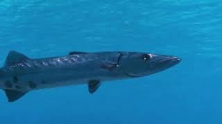 VIDEO Great Barracudas Can Swim at Speeds Up to 36 MPH  Oceana [upl. by Yahs78]