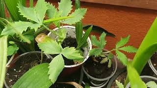 Melianthus major seedlings 2 months old [upl. by Michale226]