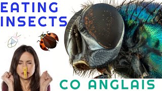 CO ANGLAIS  EATING INSECTS  INNOVATIONS SCIENTIFIQUES ET RESPONSABILITE [upl. by Wailoo114]