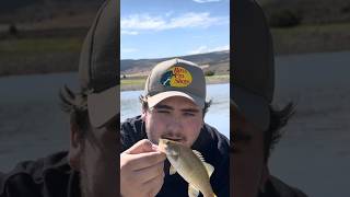 Smallmouth Bass at Minersville reservoir Utah Bass Fishing fishing bassfishing basslures utah [upl. by Adiehsar]