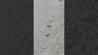 Giantmudskipper Atlanticmudskipper Periophthalmini Shuttleshoppfish Mudskippers Ep154 [upl. by Ailem]