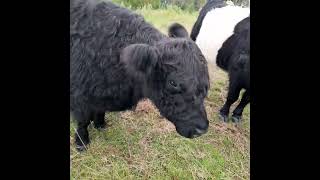 Mysty and Megan Miniture Belted Galloways [upl. by Drummond]